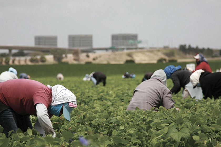 Migrants Working In A Field 