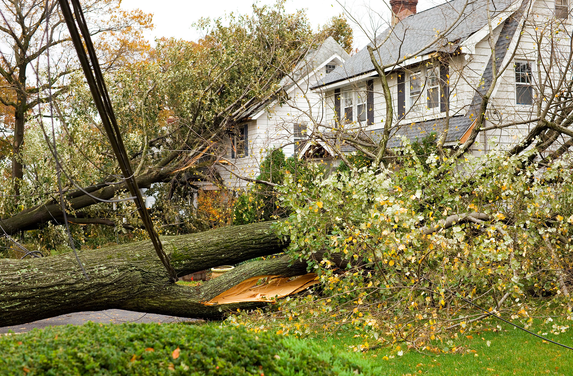 Downed Trees On Houses After Storm 