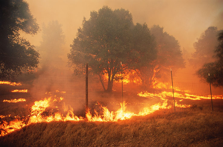 Wildfires Burning Trees In A Field 
