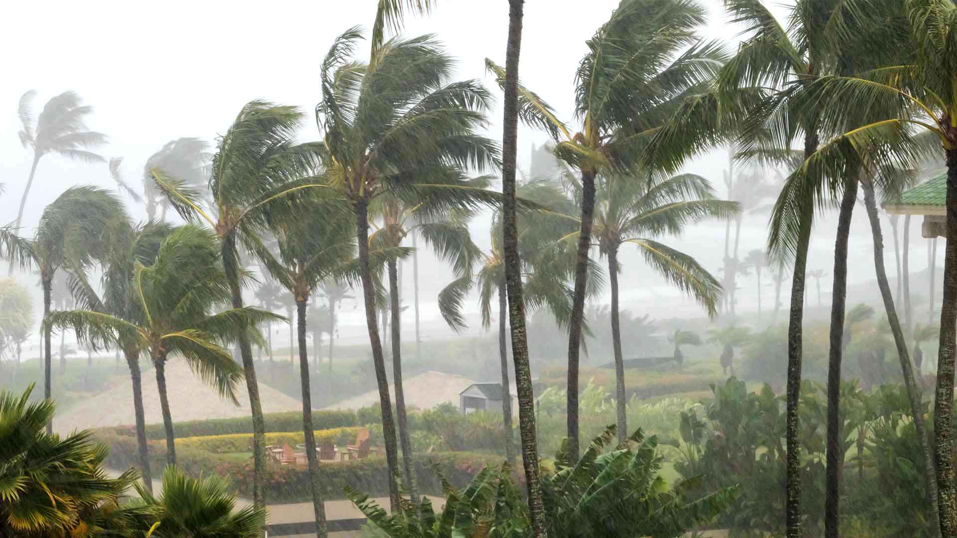Palm Trees Blowing In Storm 