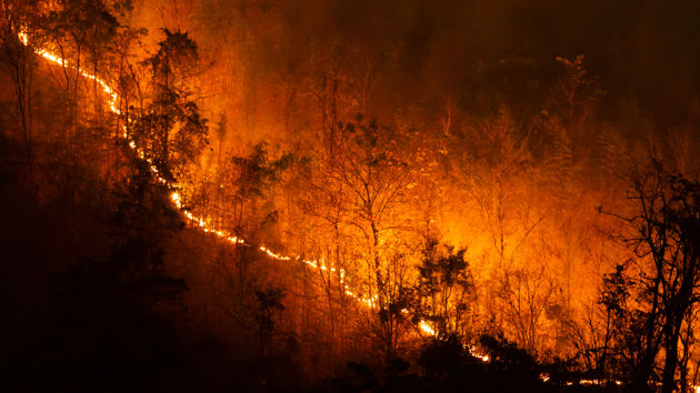 Wildfire In Forest 